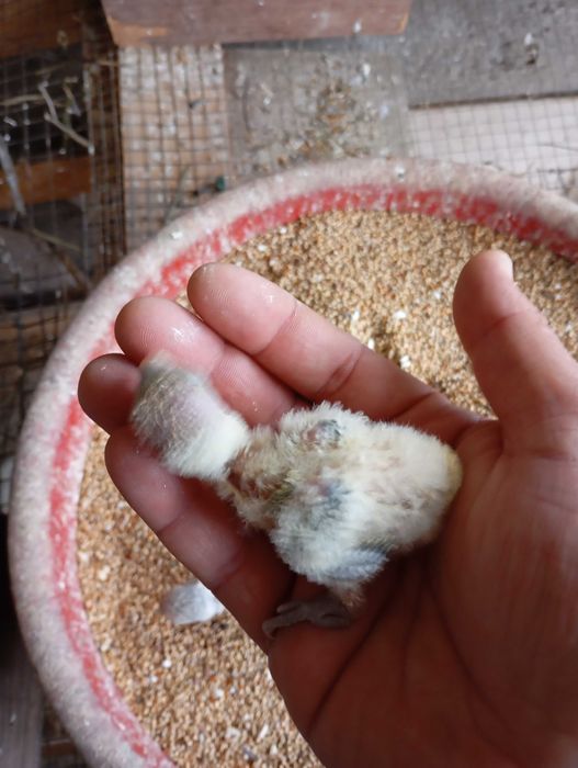 Vendo agapórnis de qualidade