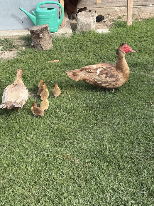 Sprzedam kaczki biegusy francuskie i call duck