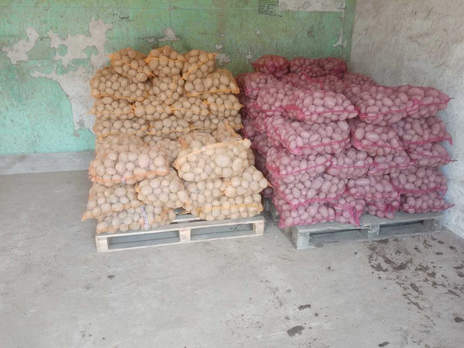 Ziemniaki jadalne Queen Anne