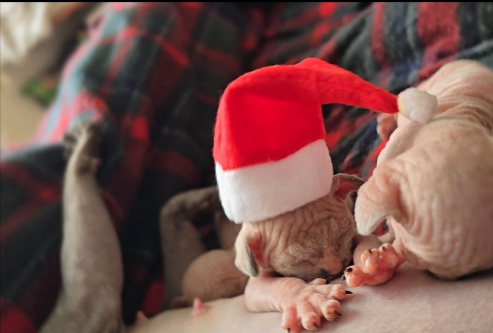 Przepiękny kot sfinks niebieskie oczka