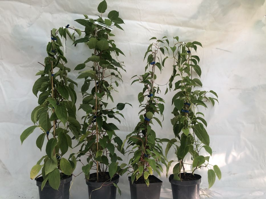 Актинидия 3 річна. Червоні та зелені плоди.