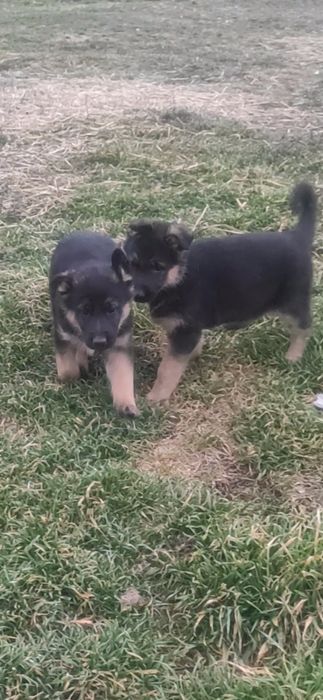 Продам щенков немецкой овчарки