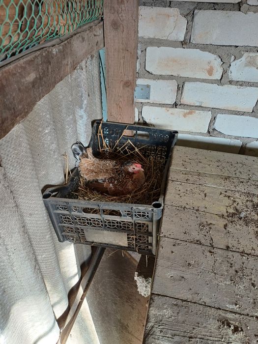 Інкубаційне яйце бентамок
