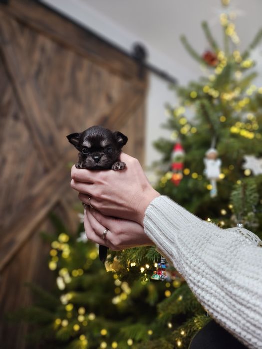Chihuahua piękna suczka dlugowłosa