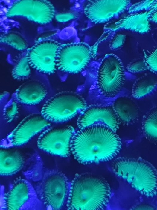 Rodacthis + palytoa + actinodiscos