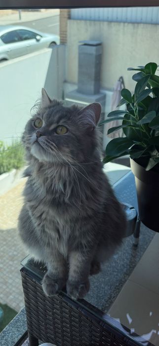 Gata castrada British Long Hair