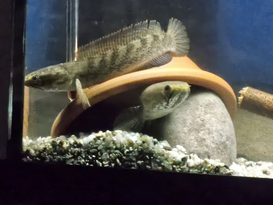 Wężogłów Channa Stewarti