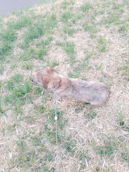 Одам собаку Николаев