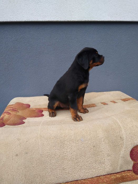 Rottweiler szczenię ZKWP/FCI