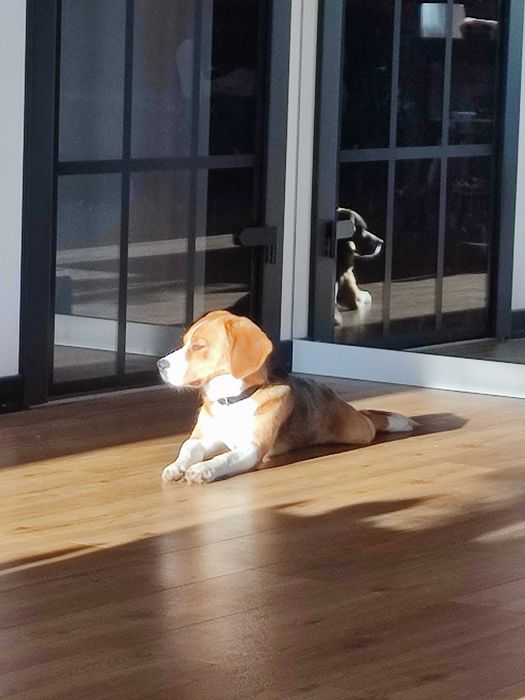 Oddam psa typu Beagle