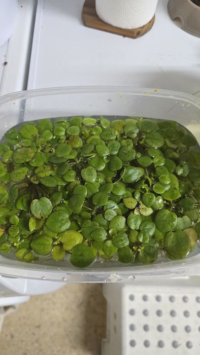 Plantas de superfície de aquario