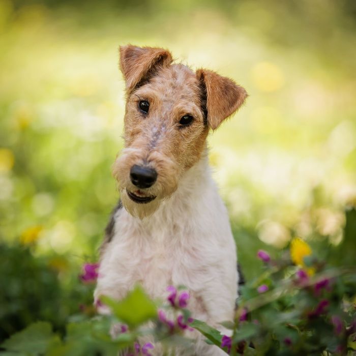 Фокстерєр щенятко