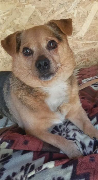Mikrus do adopcji. SANDOMIERZ !!!