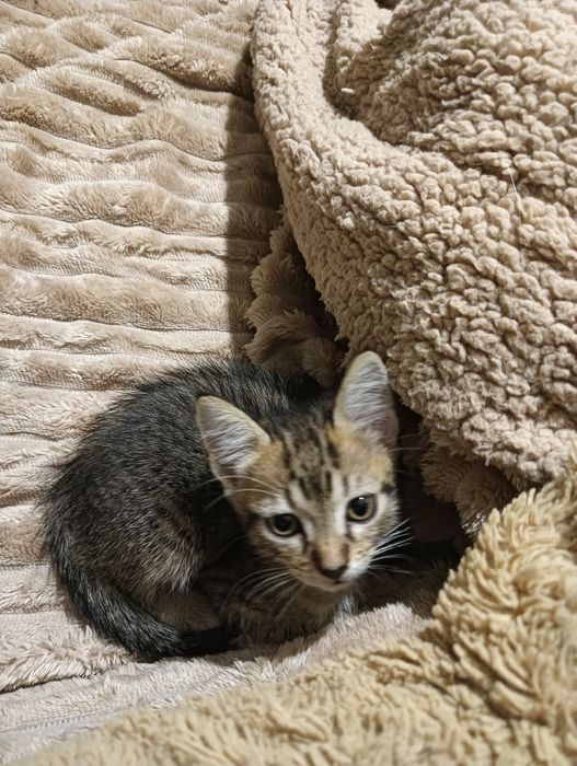 Gatinha para adoção responsável