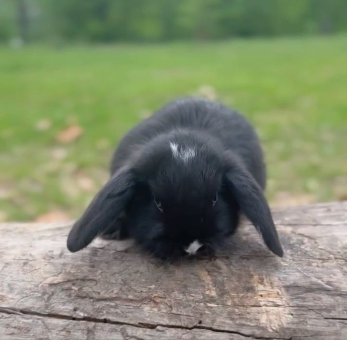 Mini lop з сатиновою шорсткою!! Яскраво блакитні очі!