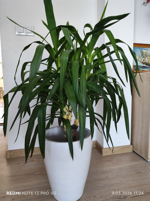 Jukka gwatemalska (Yucca elephantipes) – 110–120 cm
