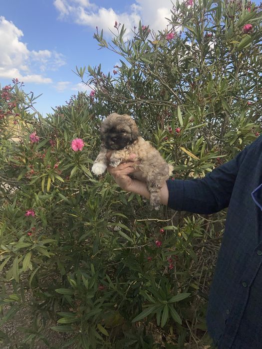 Shih tzu miniatura