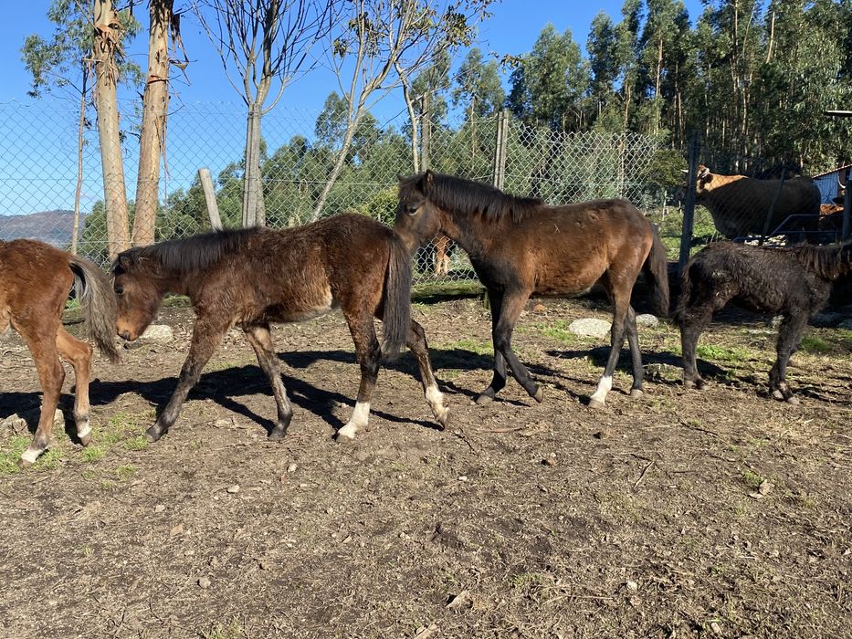 Garranos 2 machos e 2 femeas