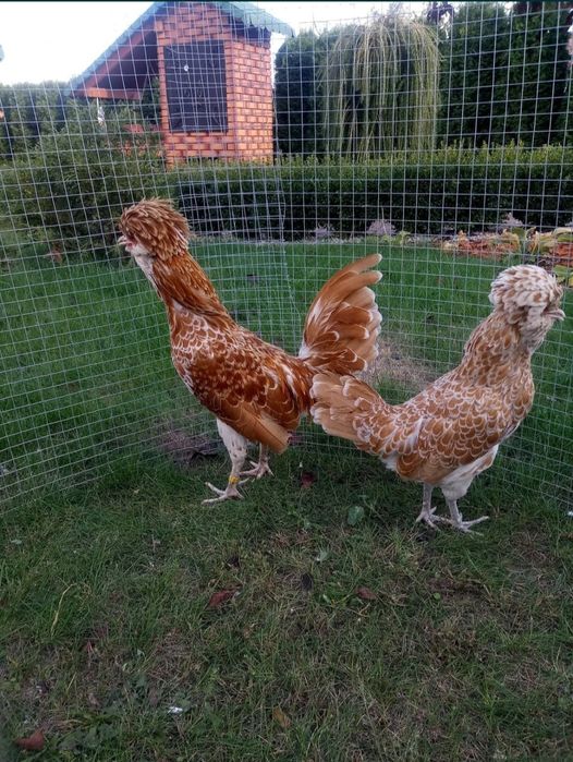 Czubatka Wielbłądzia Miniaturowa