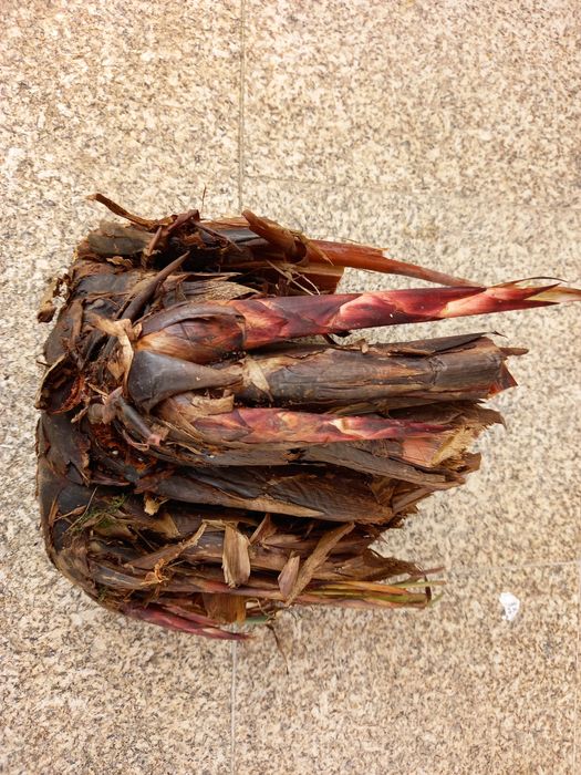 Pés de plantas jardim de papiro para plantar lagos e jardins