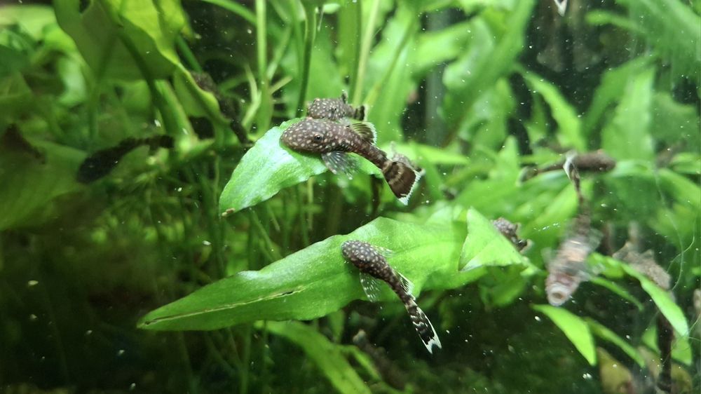 Glonojady ancistrusy młode