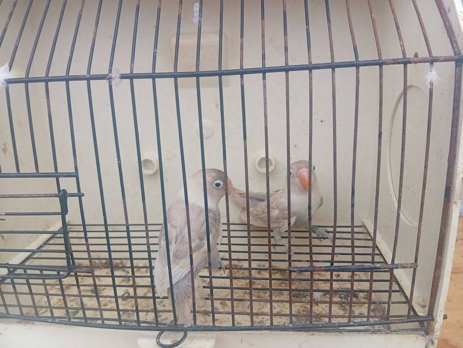 Agapórnis caturras bengalins kakariquis e red rumped