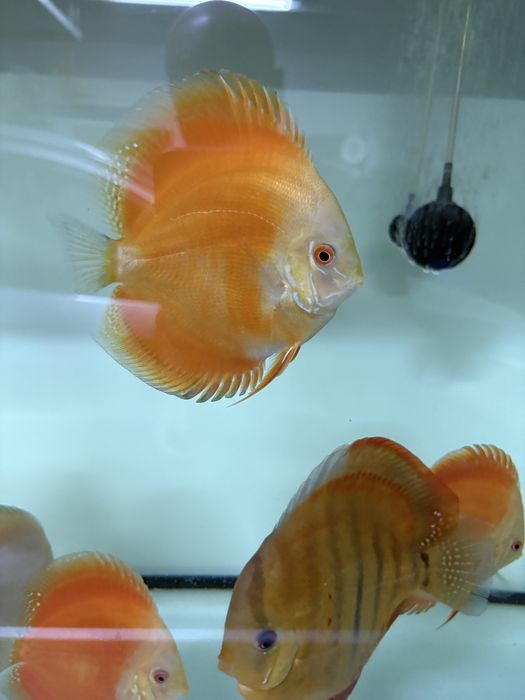 Paletki Dyskowce Red Melon