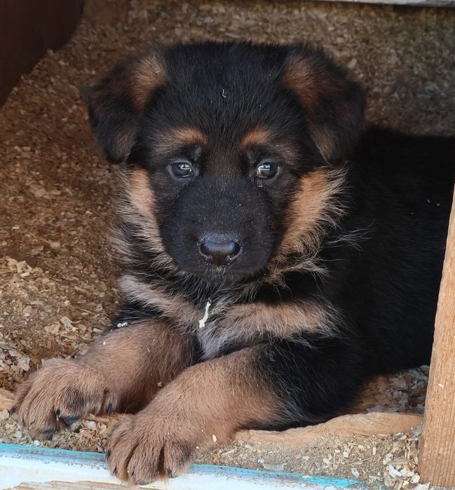 Щенки немецкой овчарки