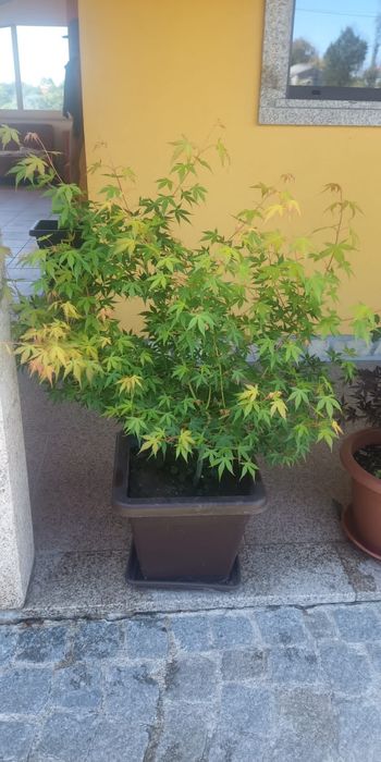 Plantas de ACER - (bordo Japonês)