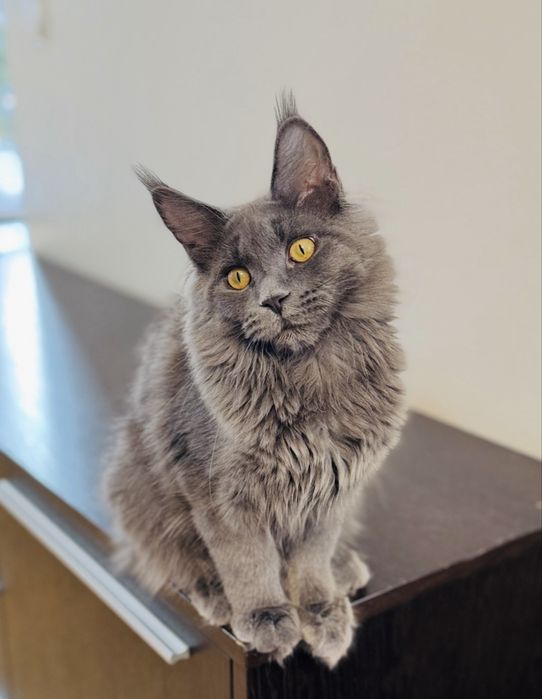 Cudowna Kotka Maine coon  niebieska opcja hodowlana rodowód FPL