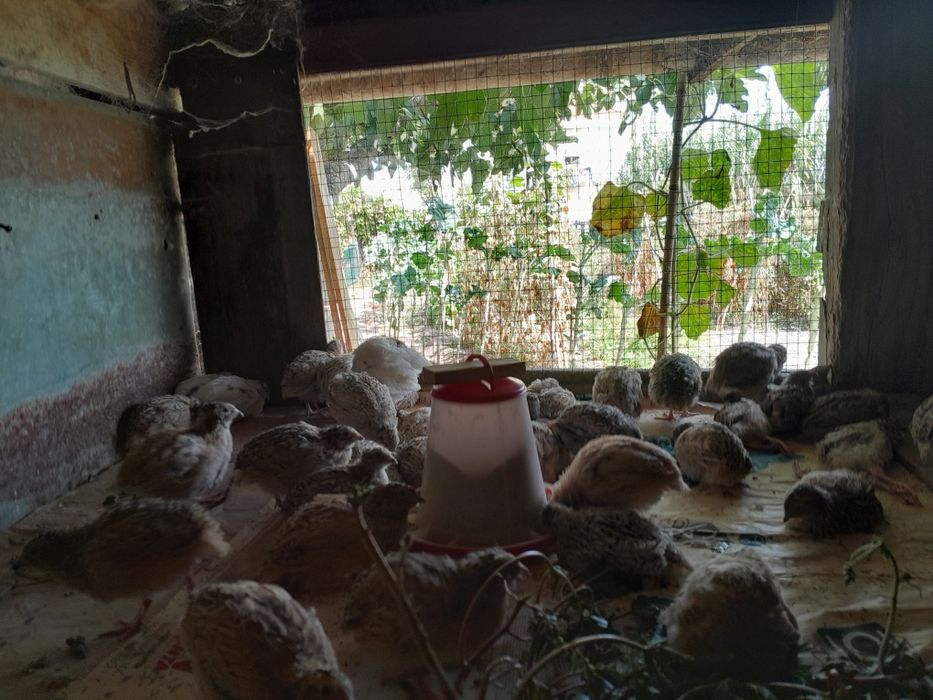 Coordonizes a por ovos