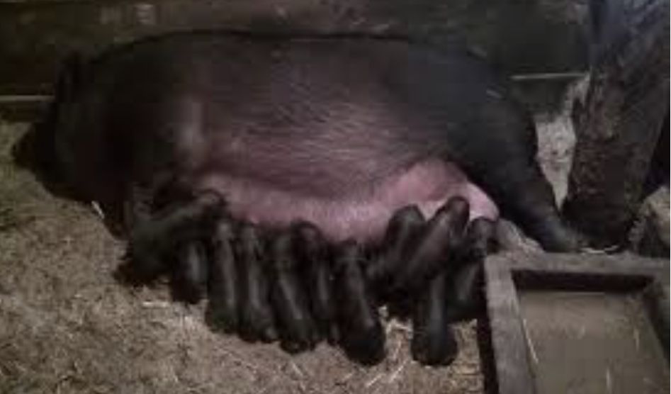 Продається свині вєтнаски