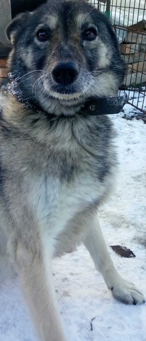 Пропала собака у Васильків