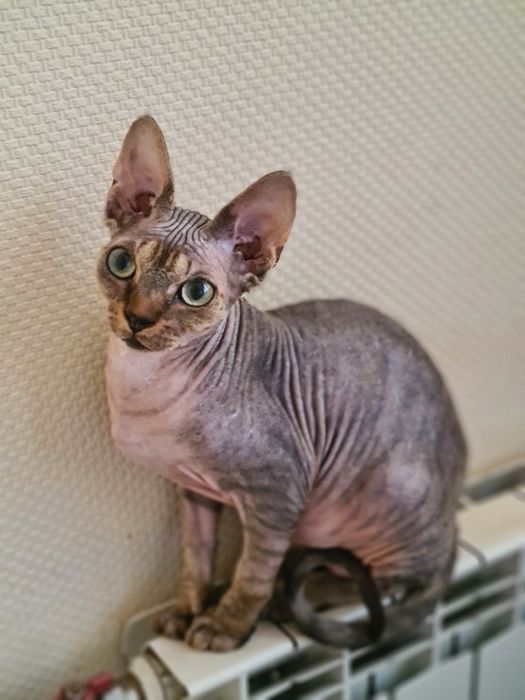 Гіпоалергенний котик