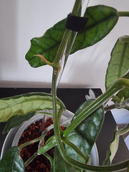 Hoya, hoya MOUNTAIN ZOO