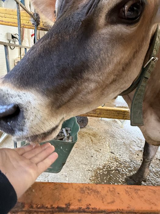 Venda de leite cru jersey