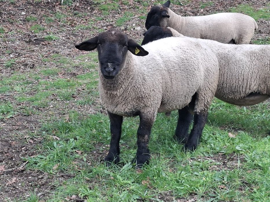 Suffolk Macho (Puro)