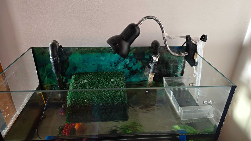 Tartaruga aquática e kit