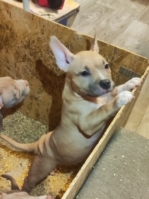 Американські буллі