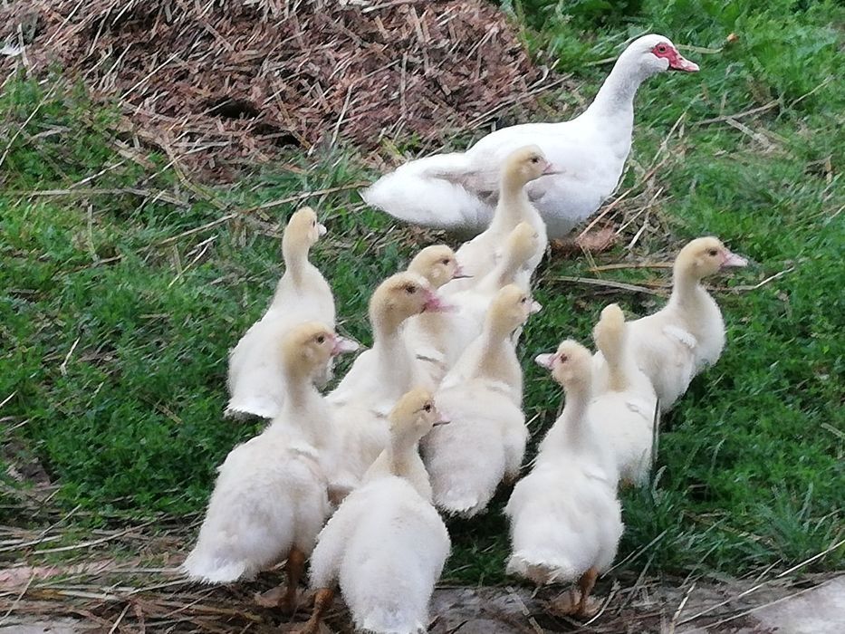 Продам мускусних качок