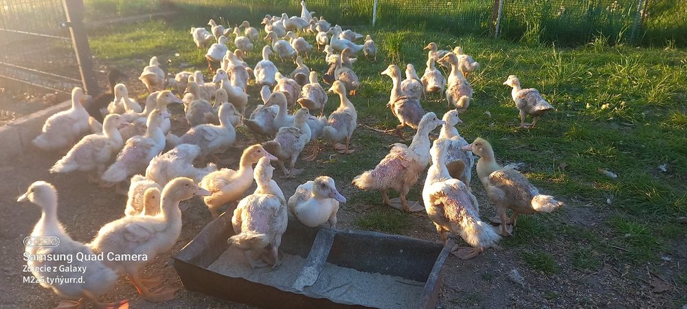 Idyki kury nioski kaczki mulardy pekiny  gęśi
