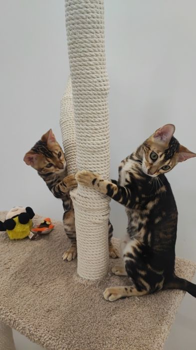 Мраморная бенгальская девочка