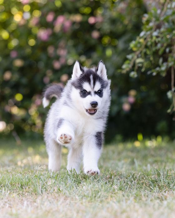 Husky Siberiano com LOP - Iaspis
