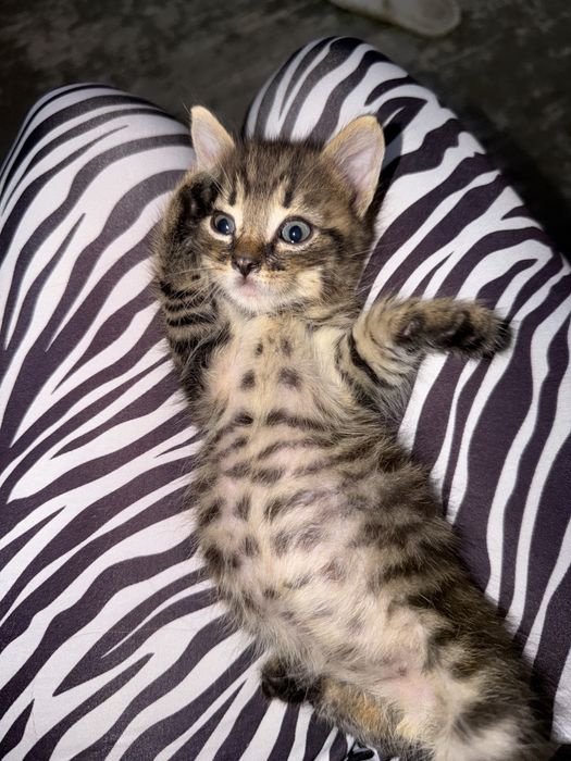 Кошеня хлопчик окрасу таббі