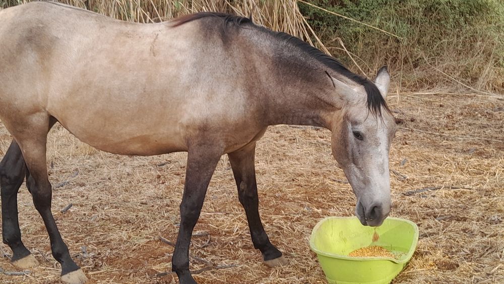 Poldra baia  com 3anos 1,70