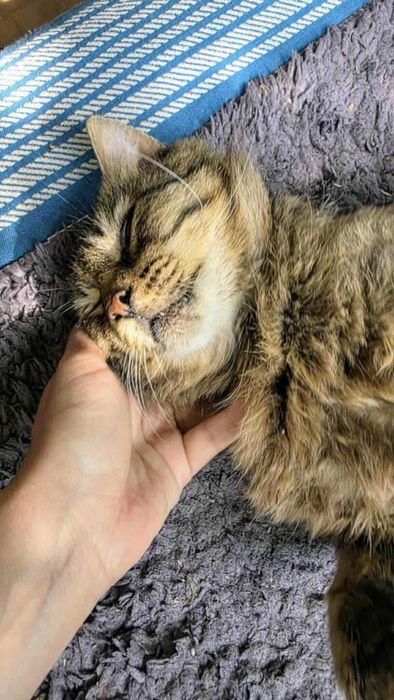 Wspaniały kot szuka PILNIE domu choćby tymczasowego