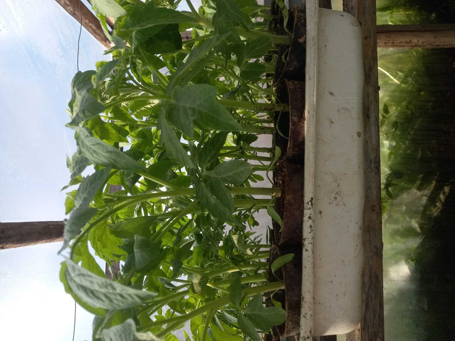 Sadzonki pomidorów,ogórków,papryki,selera,por.Niemcza ul.Folwarczna 23