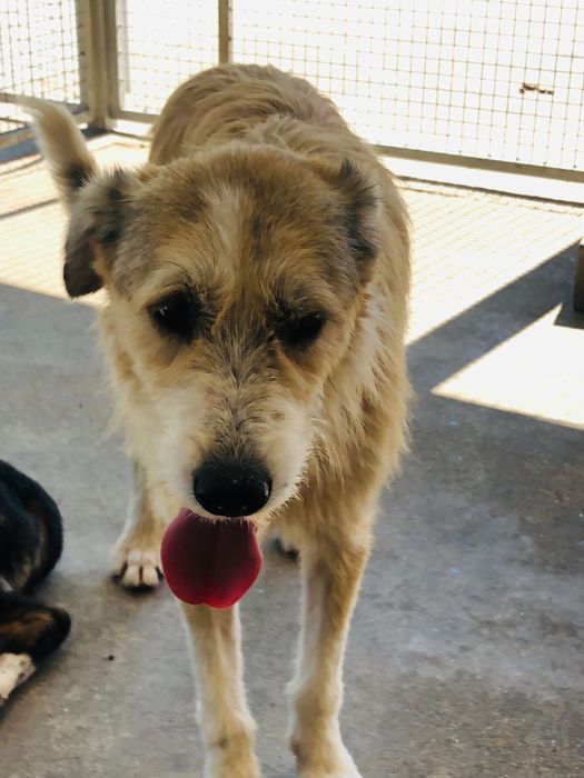 Jaerry - cao jovem de porte grande pra adoçao