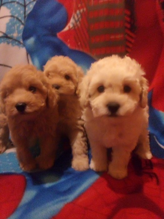 Мальтіпу. Дуже гарні цуценятка з доставкою у Ваше місто