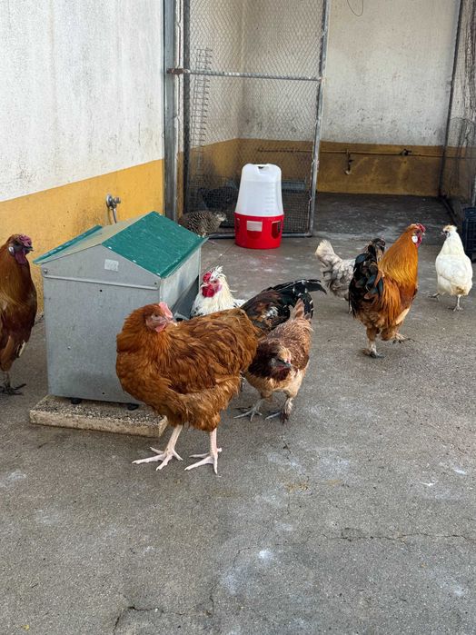 Galos diversos e Machos codorniz